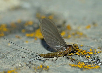 Top PMD Fly Patterns for the Bighorn River