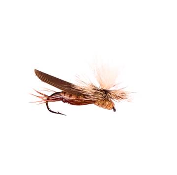 Para Hopper